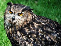 100 до 1. Яке тварина не спить вночі?