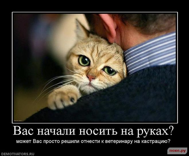 Яких жінок все життя чоловіки носять на руках?