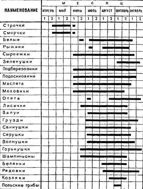 білий гриб
