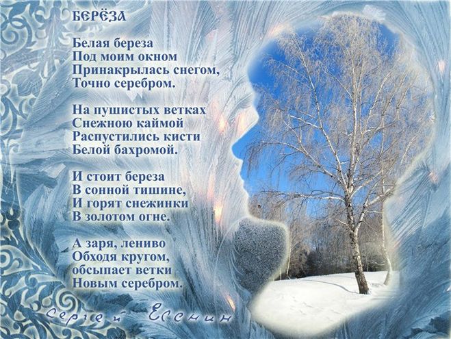 Чому ствол берези білий?