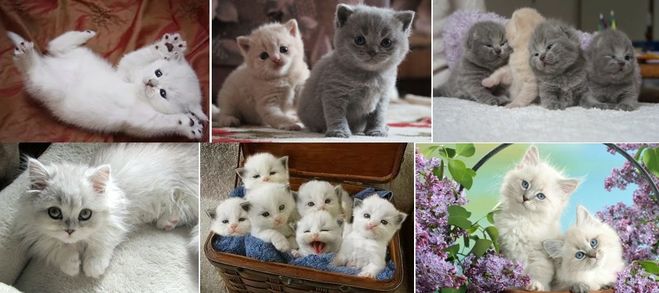Як склеїти кілька фотографій (див.)?