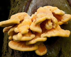 Чи можна маринувати гриби трутовики? Як маринувати трутовики?