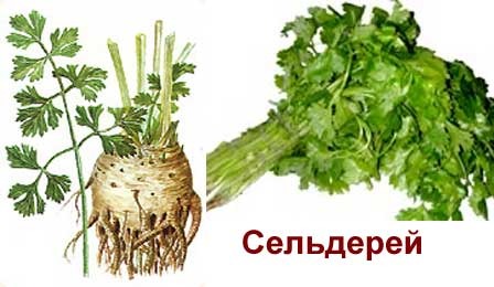 Поле Чудес. Рослинні спеції - 6 букв, 7 букв, 8 букв, 9 букв?
