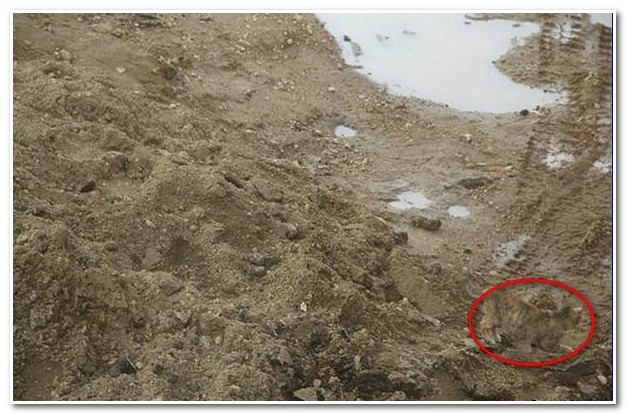 & Quot; Знайди кота & quot; 104 рівень (гра в Одноклассниках). Яку відповідь? & Quot; Знайди кота & quot; 104 рівень (гра в Одноклассниках). Яку відповідь?