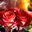 Запитав Ranunculus