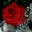Запитав Cherng