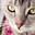 Запитав Chanson