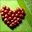 Запитав Schmuck
