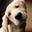 Запитав Marcial