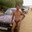 Запитав Wharp